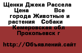 Щенки Джека Рассела › Цена ­ 10 000 - Все города Животные и растения » Собаки   . Кемеровская обл.,Прокопьевск г.